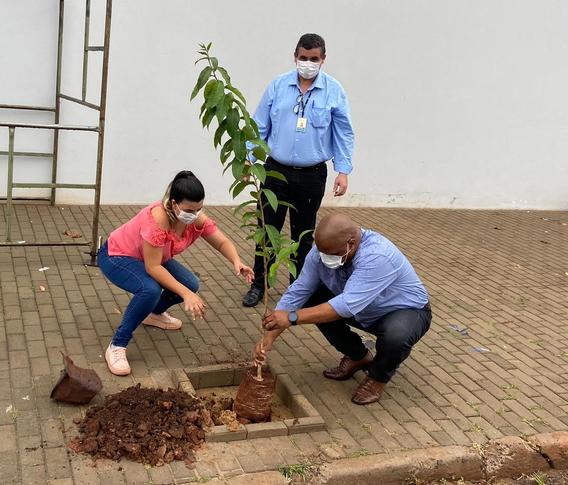 Plantação de uma das 100 novas mudas em Itápolis